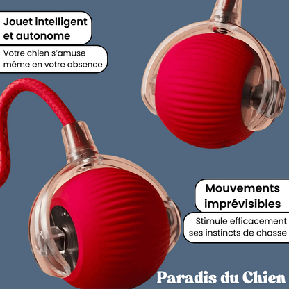 ChaseBall™ - Jouet interactif pour chien