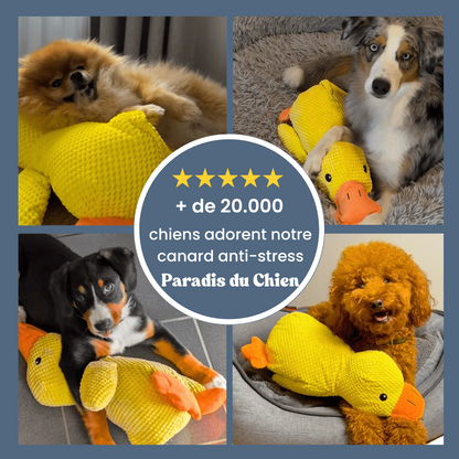 CanardZen™ - Canard anti-stress