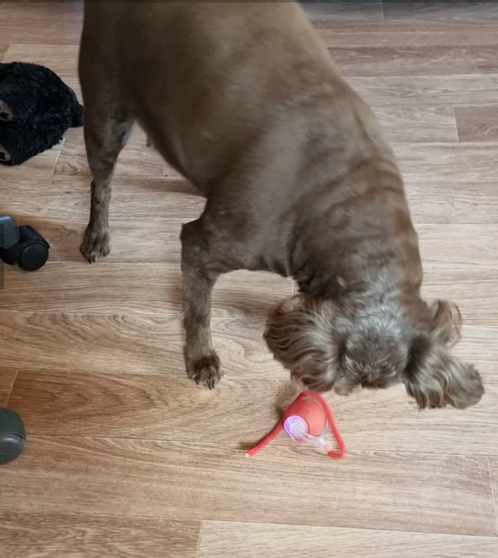 <em>Dominique G.</em>