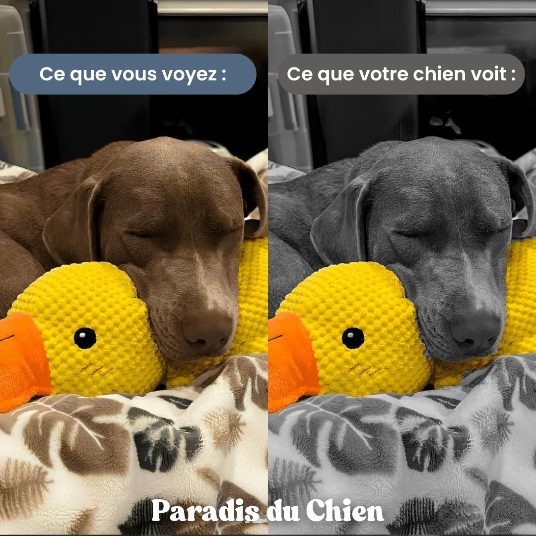 CanardZen™ - Canard anti-stress