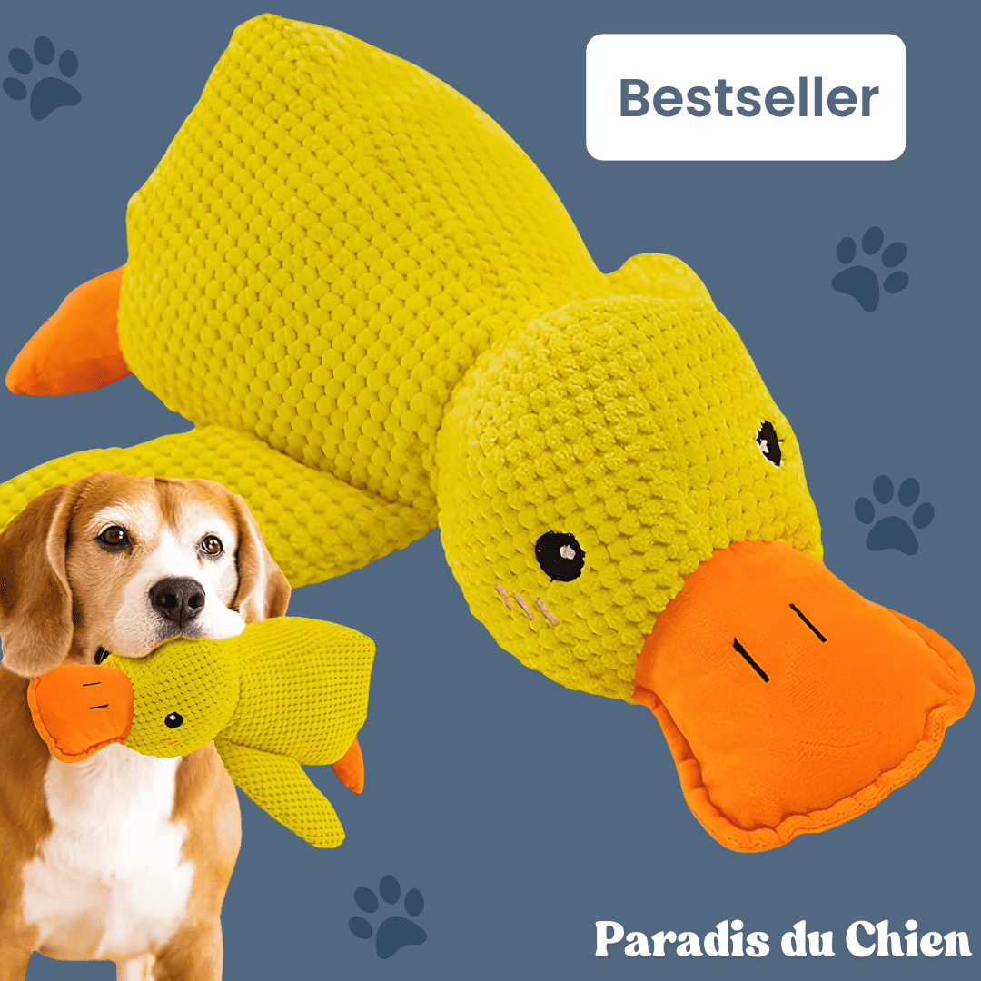 CanardZen™ - Canard anti-stress