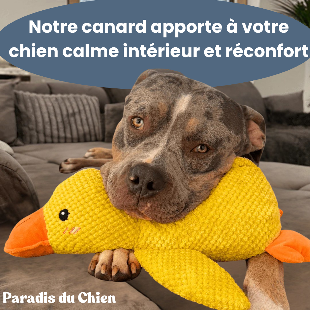 CanardZen™ - Canard anti-stress